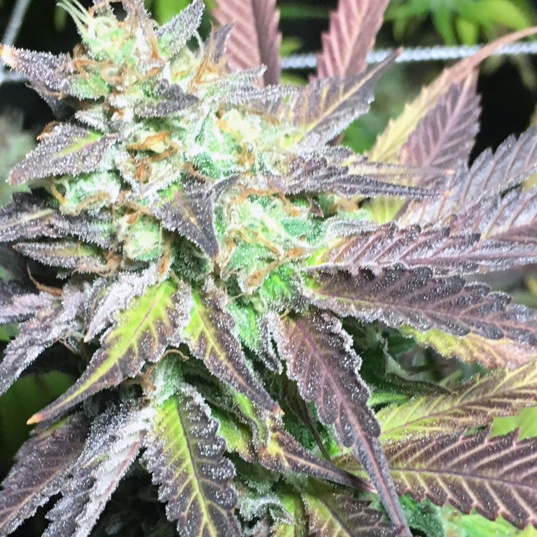 Alien Kush Pheno 2