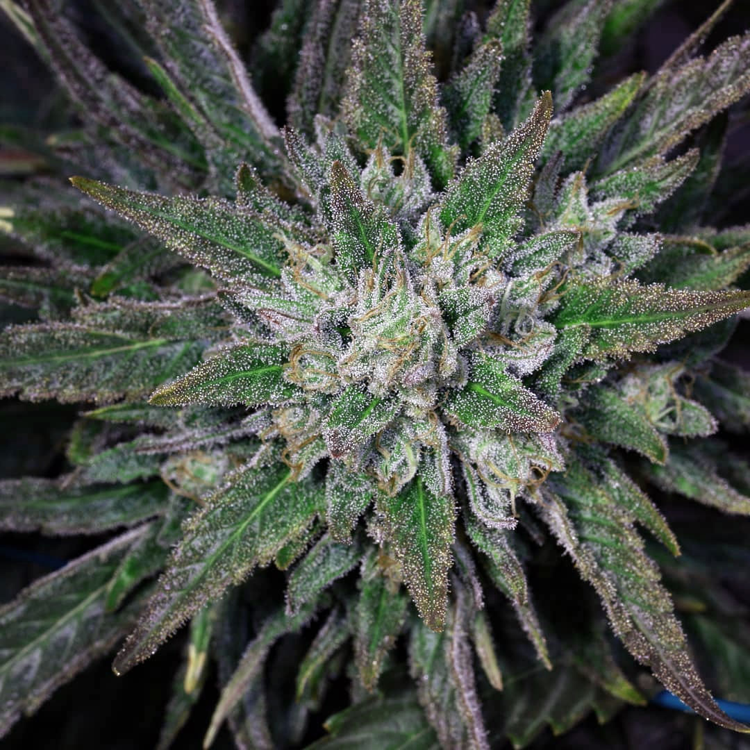 Blue Sour Diesel by Starseeds