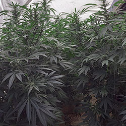 cannabis-garden-thumbnail