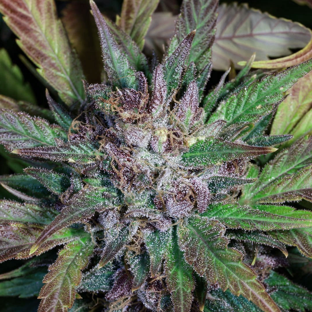 Indica Pakistani Landrace Strain by Starseeds