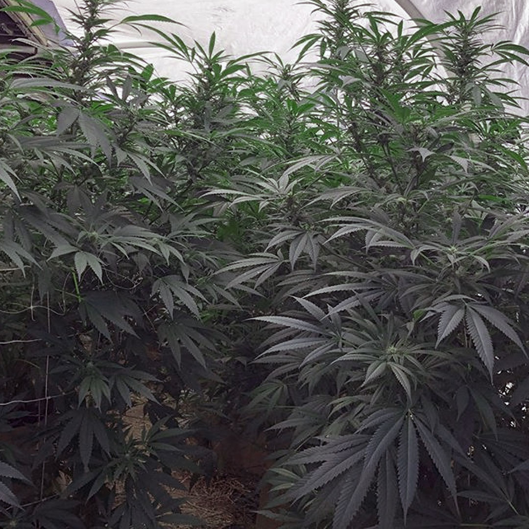 Starseeds Cannabis Garden