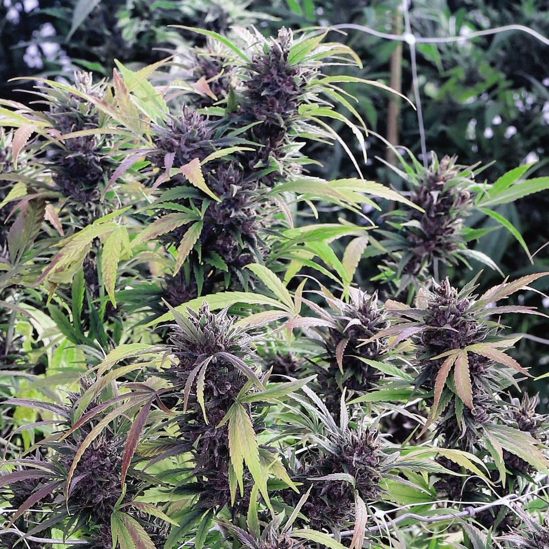 Starseeds Purple Cannabis Strain: Alien Kush