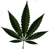THC-CBD Cannabis Seeds