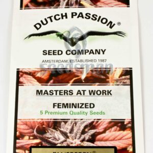 Blueberry Feminised Seeds by Dutch Passion
