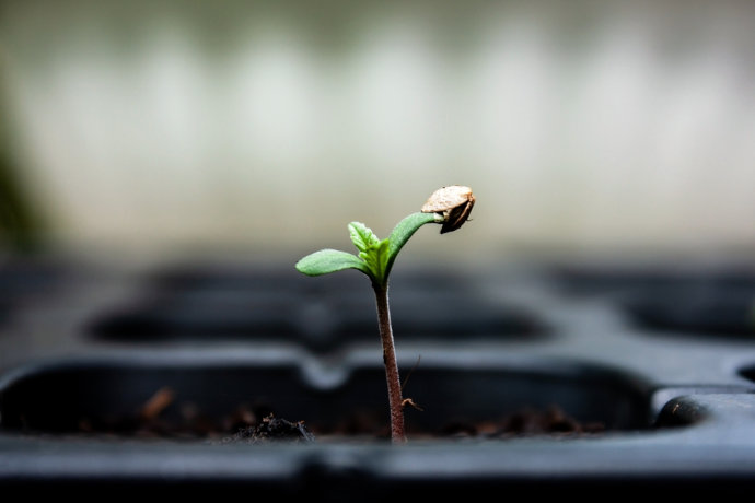 Germination Guide - Cannabis Seeds