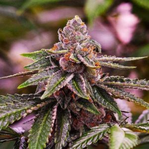 Girl Scout Cookies Auto Feminised Seeds by Nirvana