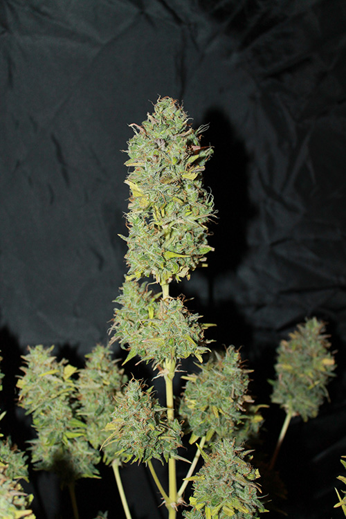 White Widow Auto Feminised Seeds by Seedsman