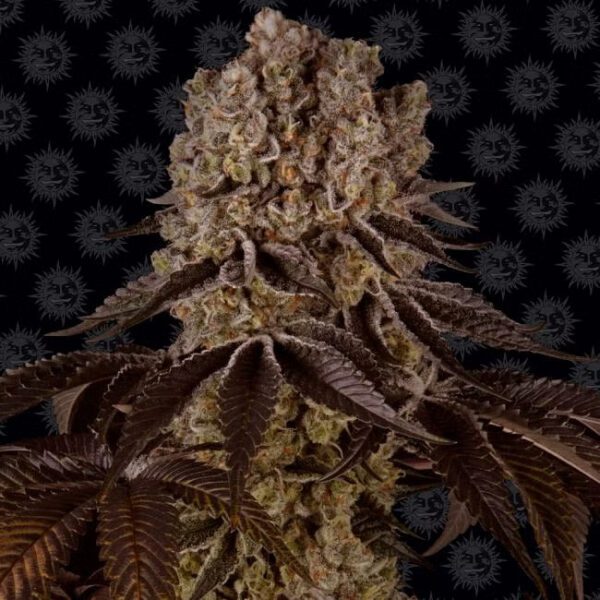 Buy Purple Punch Feminised Seeds by Barney's Farm