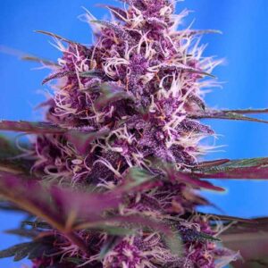 Buy Red Poison Auto Feminised Seeds by Sweet Seeds