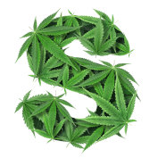 Sativa Cannabis Seeds