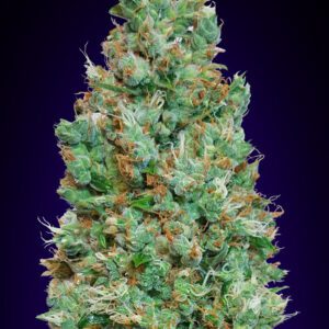 Blueberry Auto Feminised Seeds by 00 Seeds