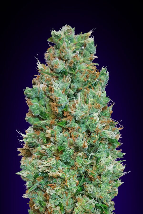 Blueberry Auto Feminised Seeds by 00 Seeds