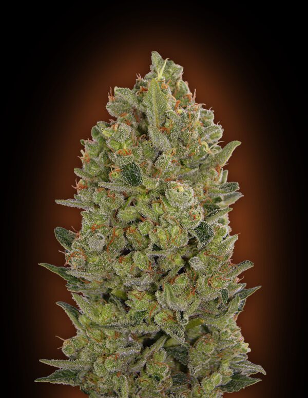 00 Cheese Feminised Seeds by 00 Seeds