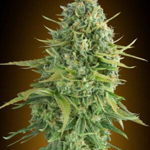 Do-Si-Dos Cookies Auto Feminised Seeds by 00 Seeds