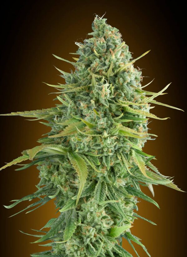 Do-Si-Dos Cookies Auto Feminised Seeds by 00 Seeds