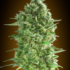 Do-Si-Dos Cookies Feminised Seeds by 00 Seeds