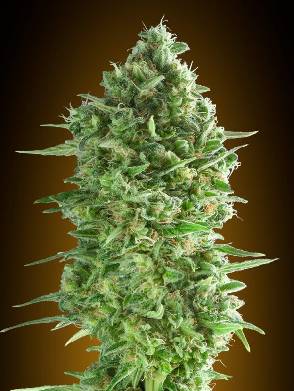 Do-Si-Dos Cookies Feminised Seeds by 00 Seeds