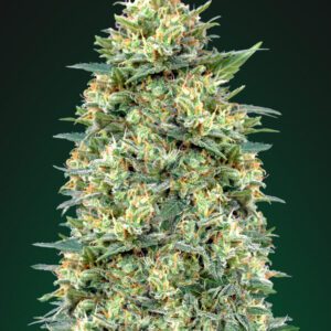 White Widow Auto Feminised Seeds by 00 Seeds