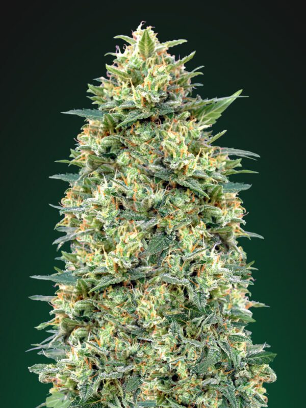 White Widow Auto Feminised Seeds by 00 Seeds