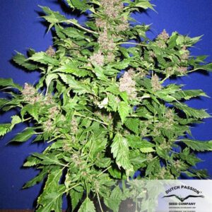 Frisian Duck Feminised Seeds by Dutch Passion