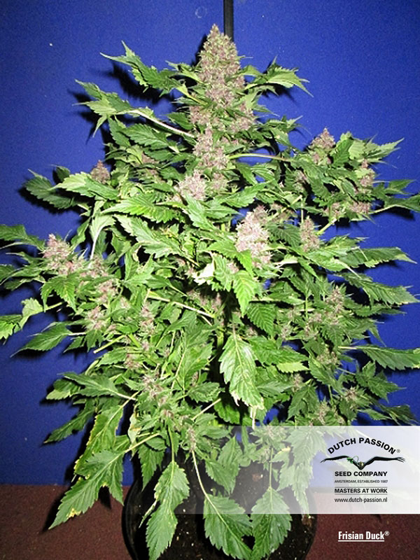 Frisian Duck Feminised Seeds by Dutch Passion