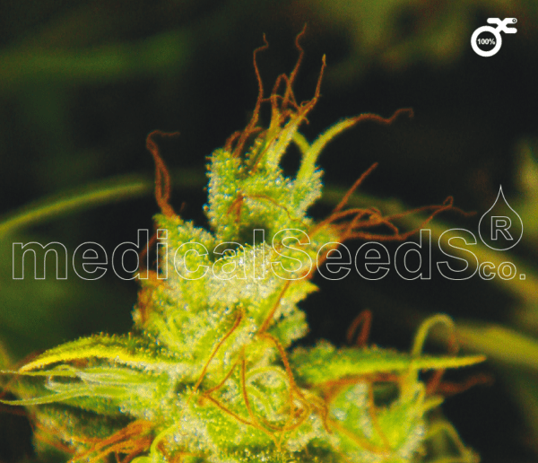 2046 Feminised Seeds by Medical Seeds