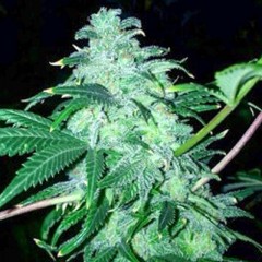 22 Feminised Seeds by Cali Connection