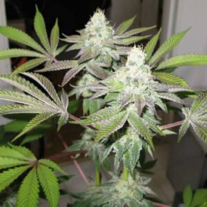 78 Feminised Seeds by Cali Connection