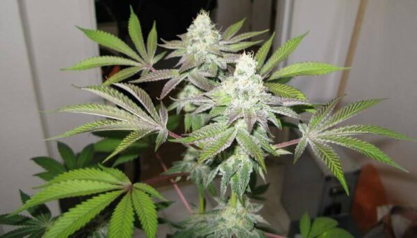 78 Feminised Seeds by Cali Connection