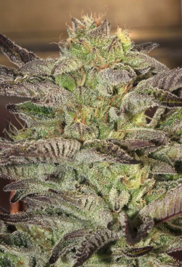 Accord Feminised Seeds by Mamiko Seeds