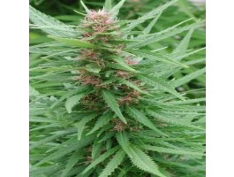Ace Mix Feminised Seeds by Ace Seeds