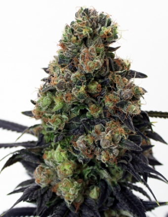 Acid Dough Feminised Seeds by Ripper Seeds