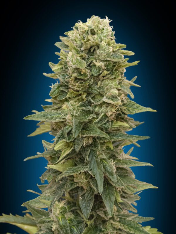 Afghan Mass Auto Feminised Seeds by 00 Seeds