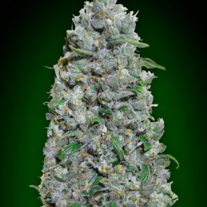 Afghan Mass XXL Auto Feminised Seeds by 00 Seeds