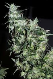 Afghani Special Feminised Seeds by KC Brains