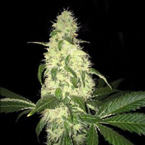 Afghaniberry Regular Seeds by T.H. Seeds