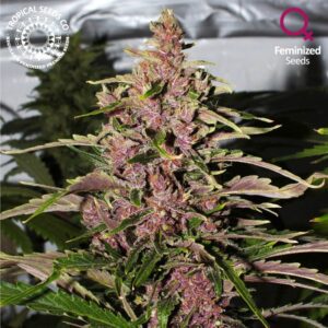Afrokush Feminised Seeds by Tropical Seeds