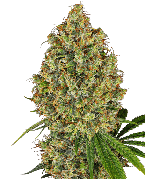 AK-420 Feminised Seeds by White Label Seed Company