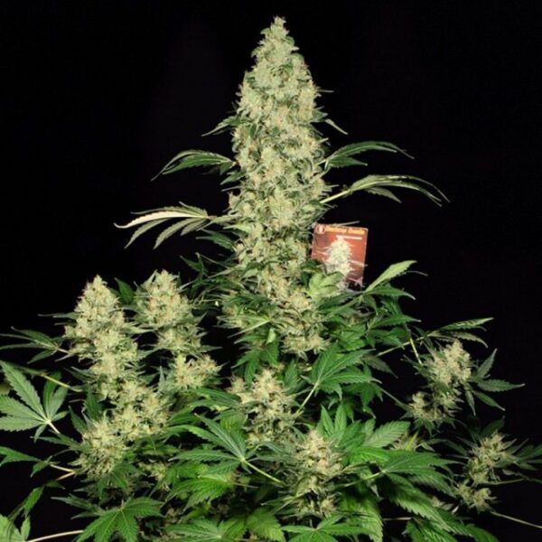 AK47 Feminised Seeds by Serious Seeds