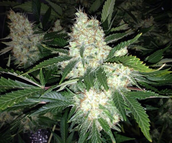 AK27 Express Auto Feminised Seeds by Phoenix Seeds
