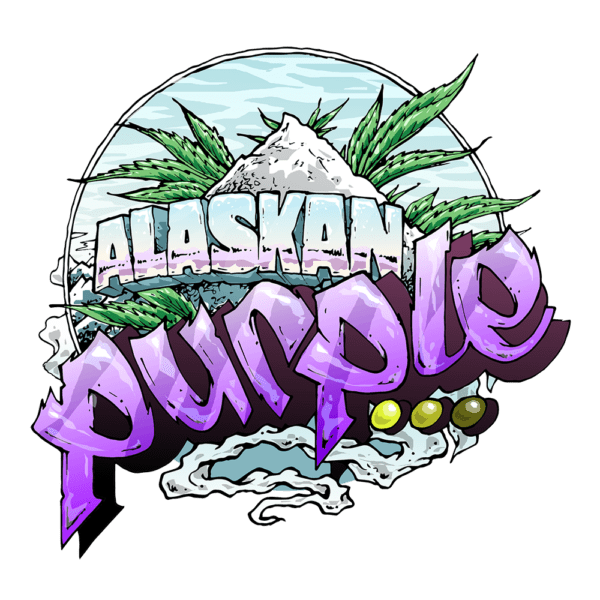 Alaskan Purple Feminised Seeds by Seedsman