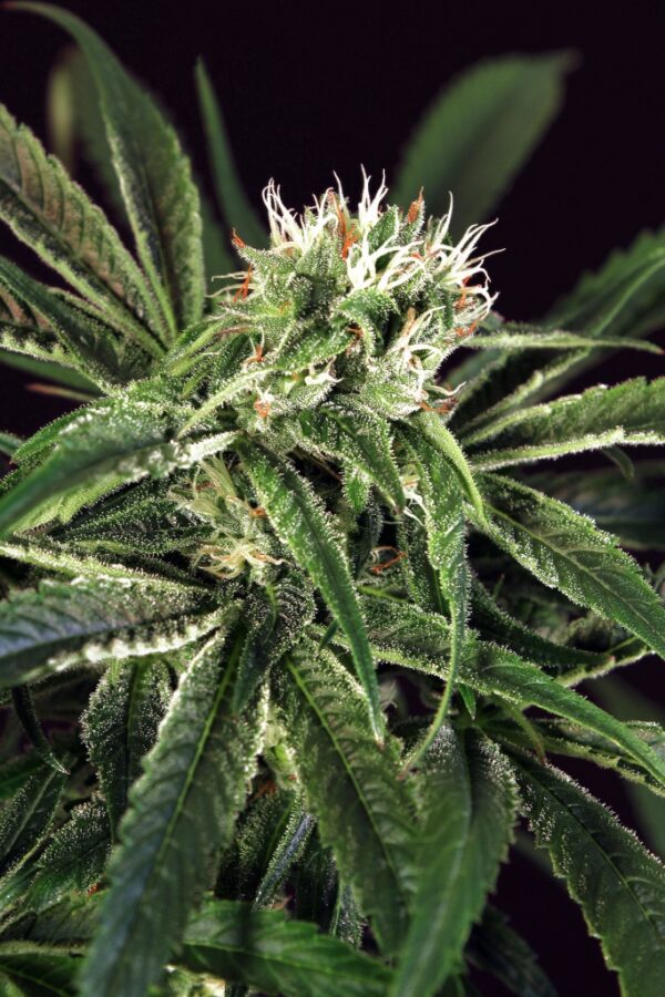Amnesia #7 Feminised Seeds by Exotic Seed