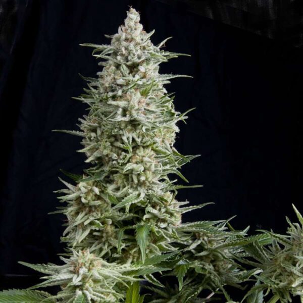 Amnesia Gold Feminised Seeds by Pyramid Seeds
