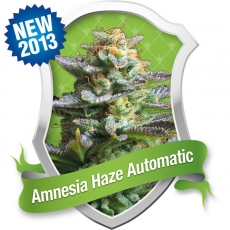 Amnesia Haze Auto Feminised Seeds by Royal Queen Seeds