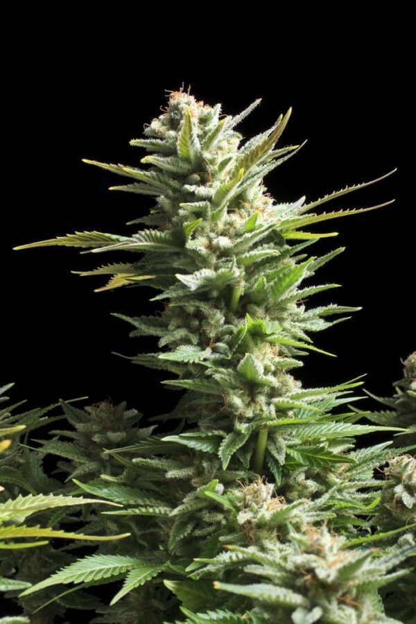 Amnesia Haze Feminised Seeds by Royal Queen Seeds