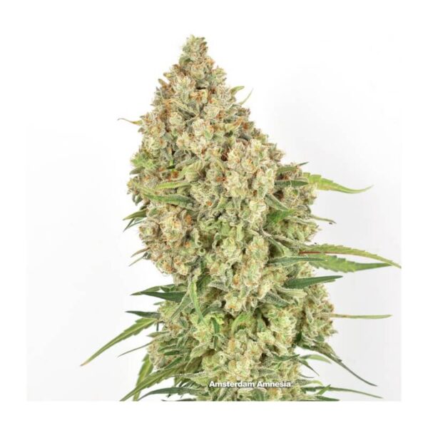 Amsterdam Amnesia Feminised Seeds by Dutch Passion