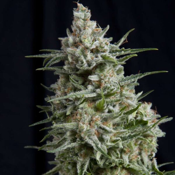 Anesthesia Feminised Seeds by Pyramid Seeds