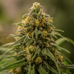 Apollo XX FEMINISED Seeds by Brothers Grimm