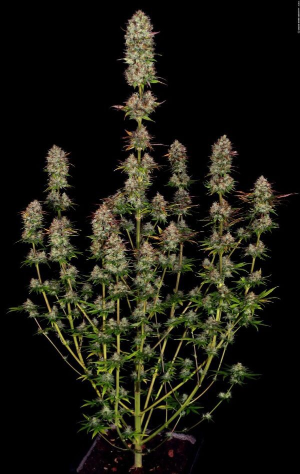 Apricot Candy Feminised Seeds by Paradise Seeds