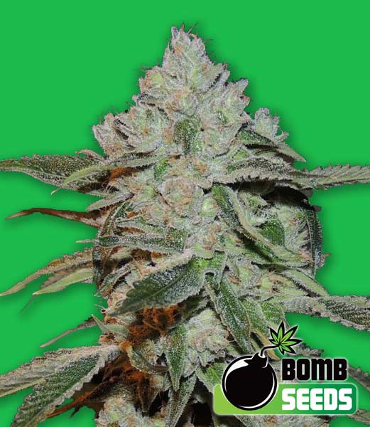 Atomic Feminised Seeds by Bomb Seeds
